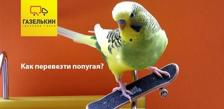 Как перевозить попугая зимой